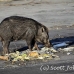 boar_hsb_rinca_h_1214_kom3000.jpg